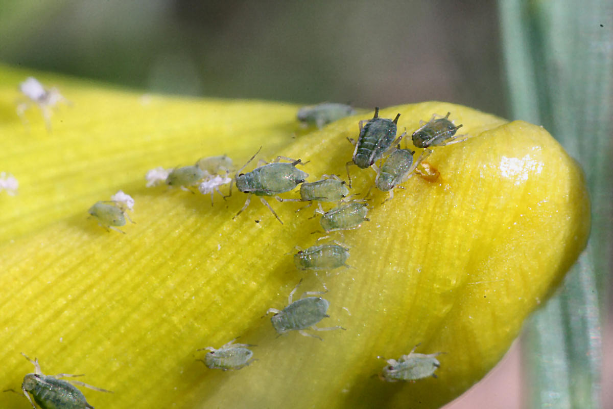 Aphis (Aphis) gossypii della Lombardia (MB)